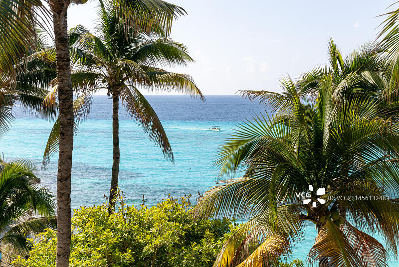 墨西哥，女人岛，加拉丰天然礁石公园的棕榈树图片素材