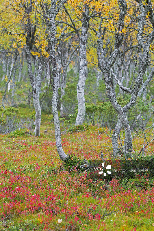 欧洲瑞典秋季泰加林中的银桦树干图片素材