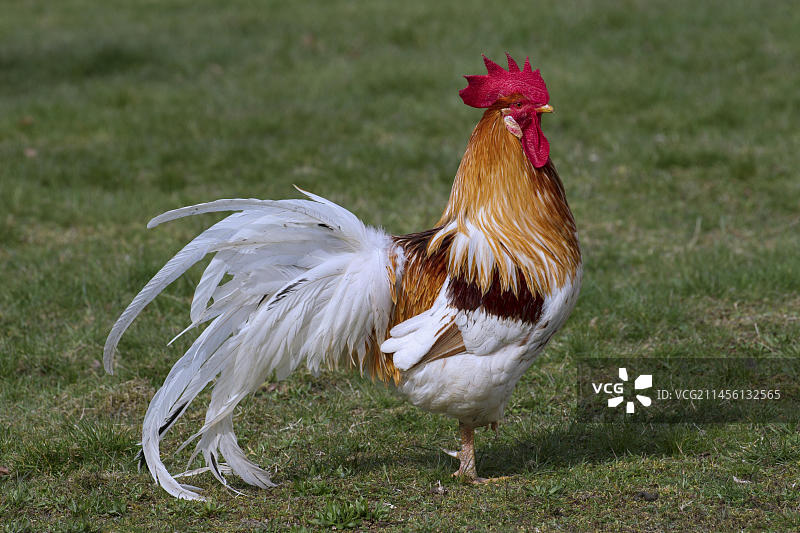 草地上散养的鸡，公鸡图片素材