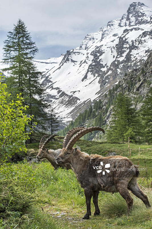 欧洲意大利格兰帕拉迪索国家公园阿尔卑斯山北山羊觅食图片素材