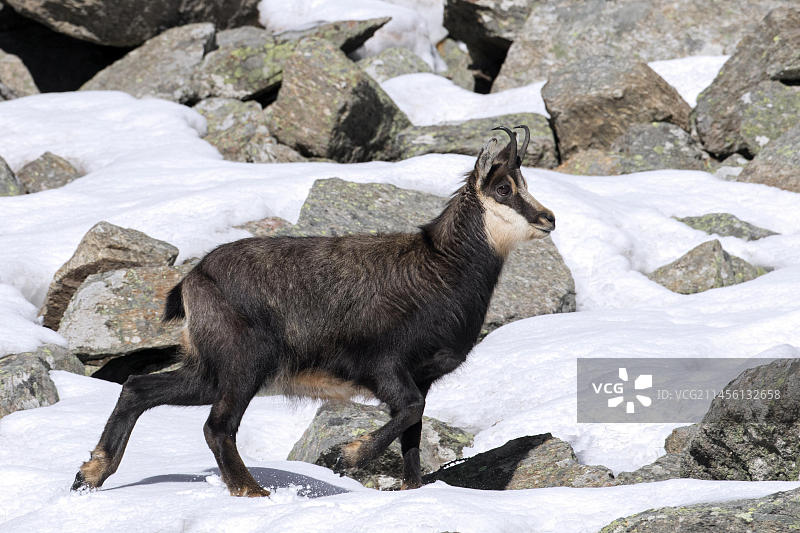 欧洲阿尔卑斯山上在雪地里觅食的雌性羚羊图片素材