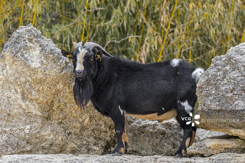 西非侏儒山羊公羊图片素材