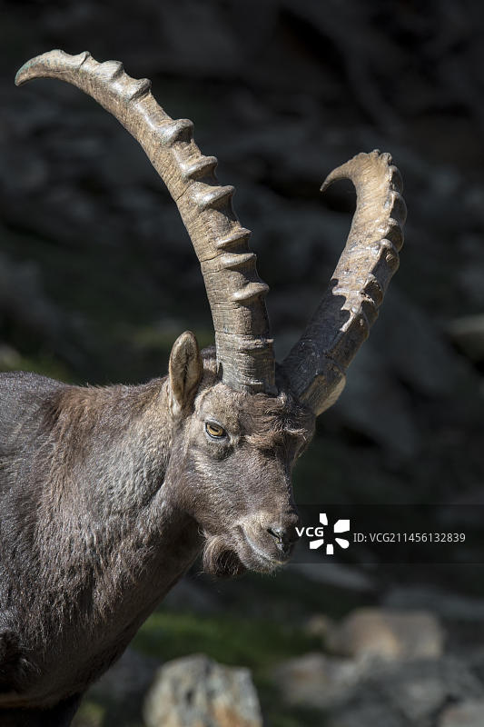 在欧洲意大利南蒂罗尔的白云石山脉，长着大角的雄性高山野山羊(Capra ibex)特写图片素材