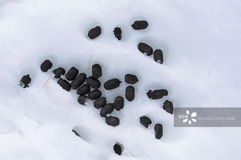 高山羱羊冬季雪地粪便特写图片素材