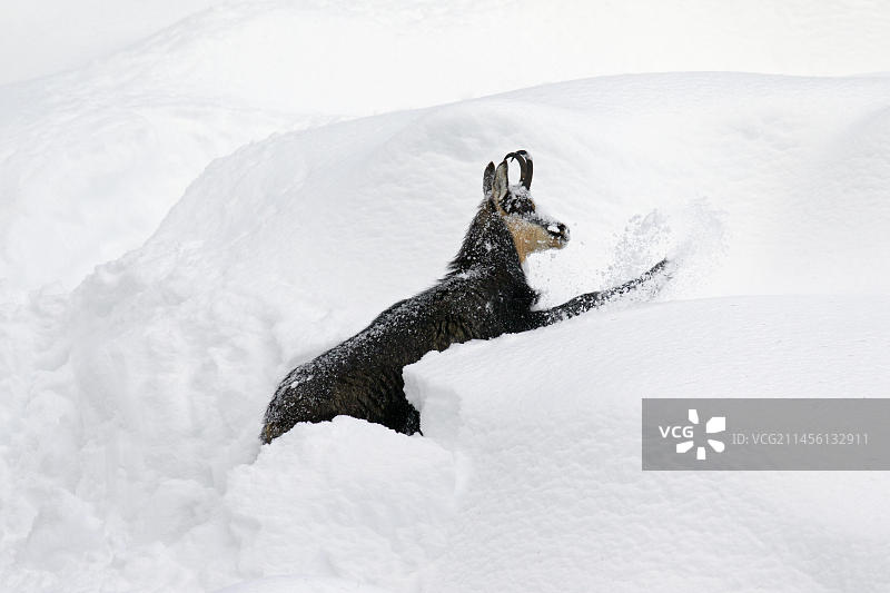 冬季意大利格兰帕拉迪索国家公园内雪地觅食的羚羊图片素材