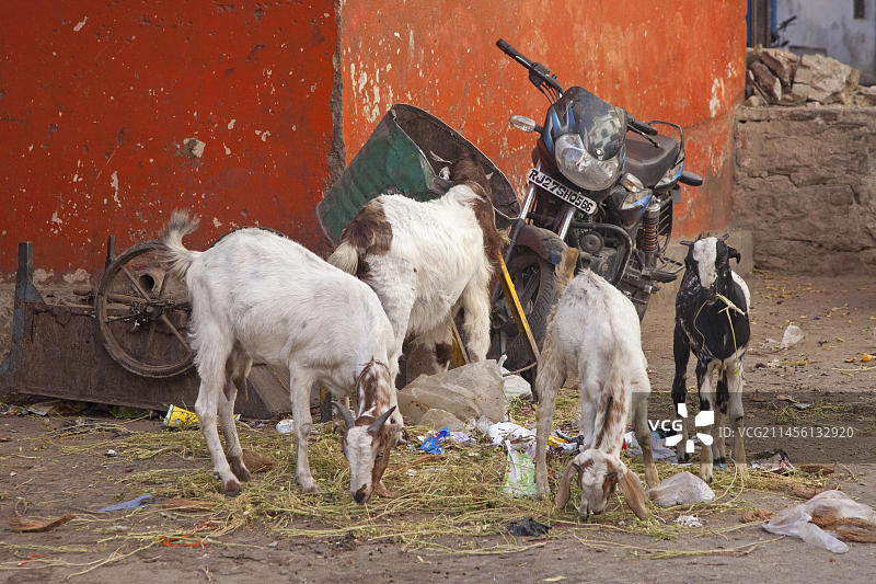 印度拉贾斯坦邦乌代浦街头吃垃圾的山羊图片素材