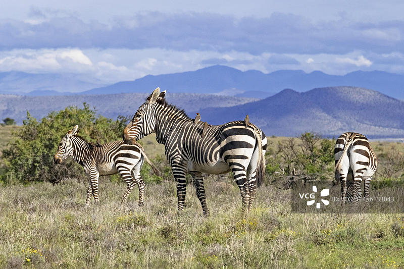 山斑马国家公园的海角山斑马和幼崽，南非东开普省图片素材