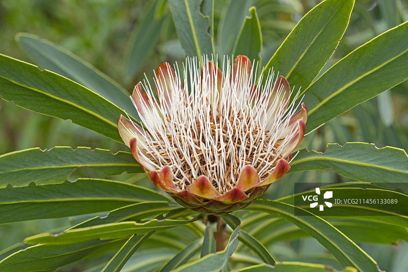 南非开普敦克斯滕博斯国家植物园的帝王花图片素材