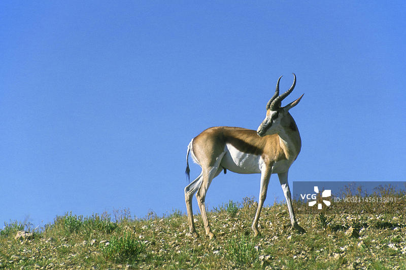 卡拉哈里跨国公园中脖子受伤的跳羚图片素材