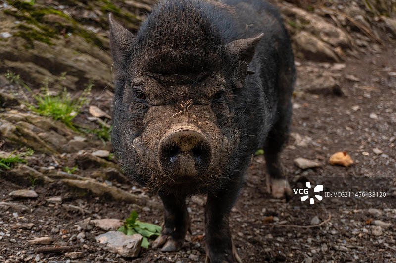 法国比利牛斯山脉博尔斯公社的自由放养黑野猪图片素材