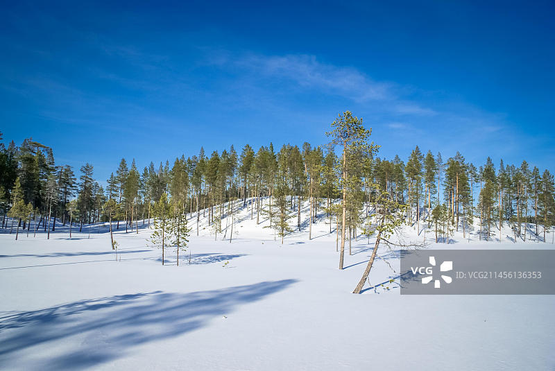 芬兰伊纳里寒冷冬季乡间被白雪覆盖的绿树图片素材
