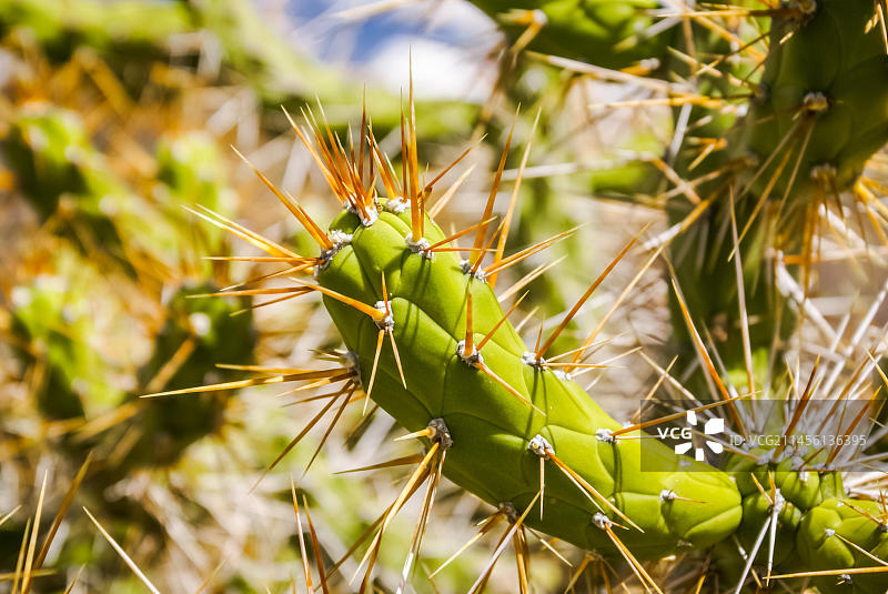 秘鲁库斯科山谷中绿色仙人掌锋利尖刺的详细照片图片素材