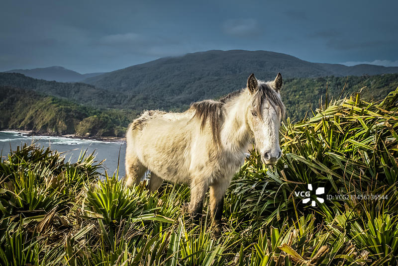 在智利奇洛埃国家公园的绿地中摆姿势的白色野马图片素材
