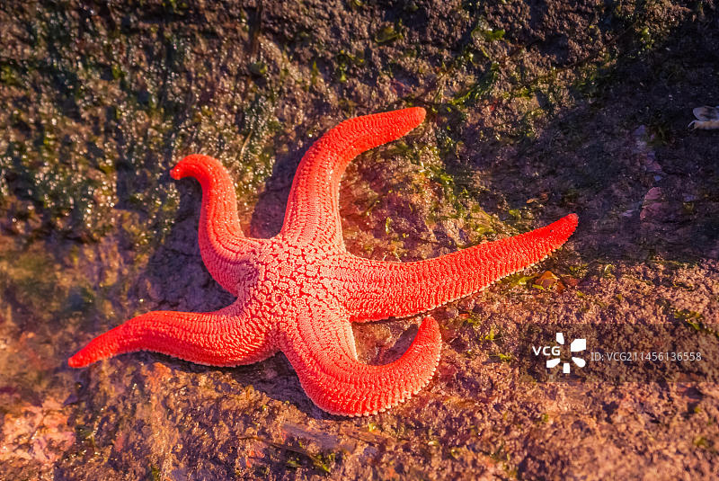 智利奇洛埃国家公园海边岩石上的橙色海星照片图片素材