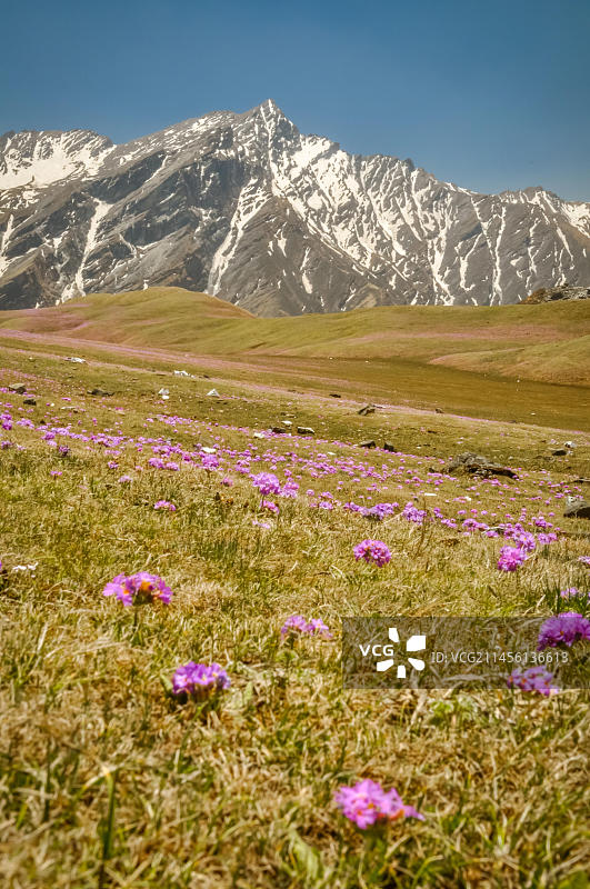尼泊尔贝尼的绿色植物、紫色花朵和远处白雪皑皑的岩石山脉照片图片素材