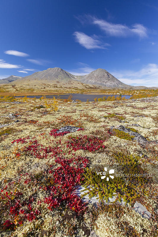 挪威朗达讷国家公园：秋季苔原上的高山熊果和驯鹿地衣图片素材