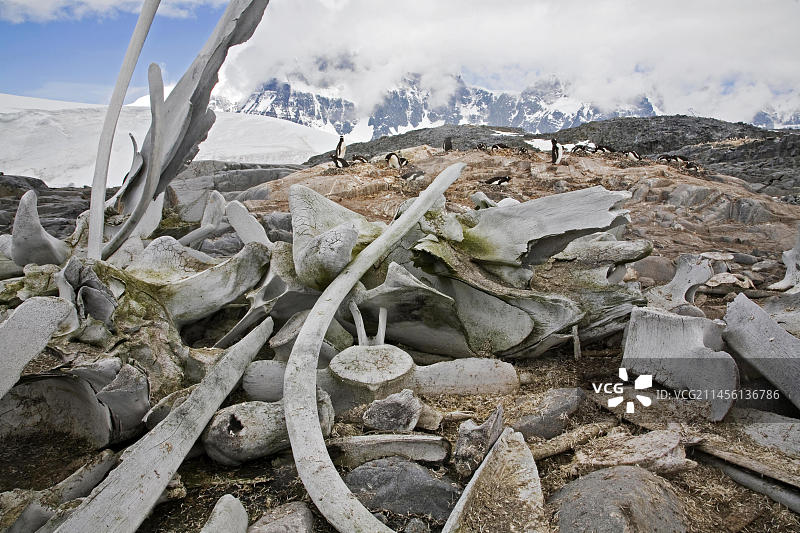 南极洲帕默群岛乔格拉角的鲸鱼骨骼与巴布亚企鹅群落图片素材