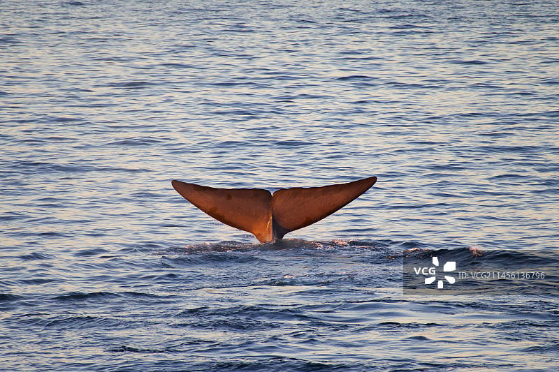 蓝鲸(Balaenoptera musculus)抬起尾叶潜水觅食图片素材