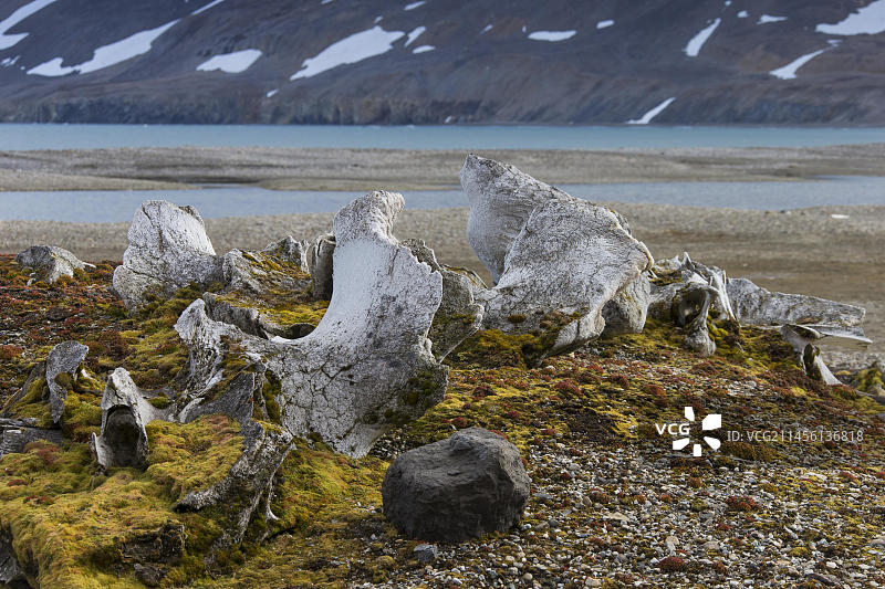 斯瓦尔巴群岛北极景观中的弓头鲸骨骼图片素材