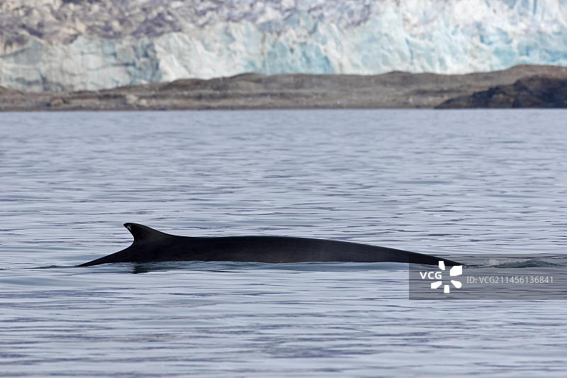 长须鲸，露出背鳍图片素材