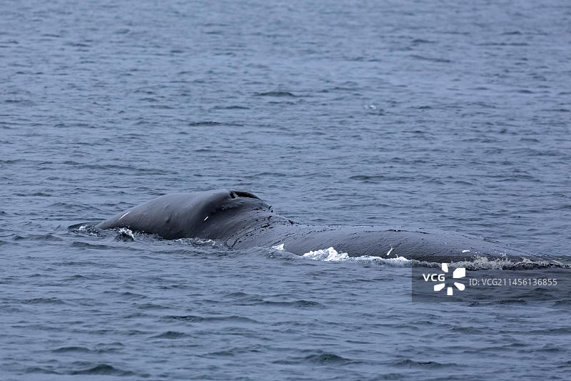 弓头鲸，格陵兰露脊鲸，北极鲸在北冰洋水面，斯瓦尔巴特群岛，斯匹茨卑尔根岛，挪威，欧洲图片素材