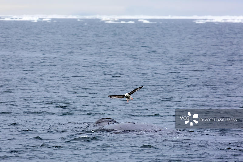 北极燕鸥与弓头鲸（斯瓦尔巴群岛，斯匹次卑尔根岛，挪威，欧洲）图片素材