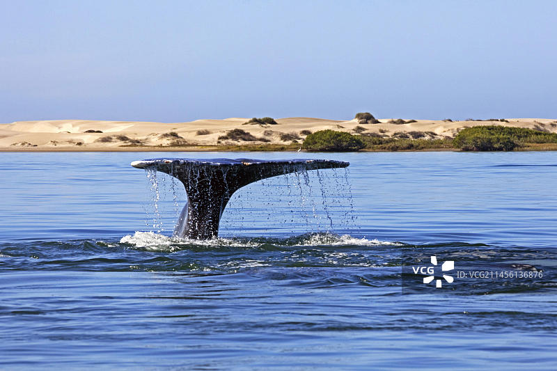 灰鲸在墨西哥下加利福尼亚州附近潜水觅食图片素材