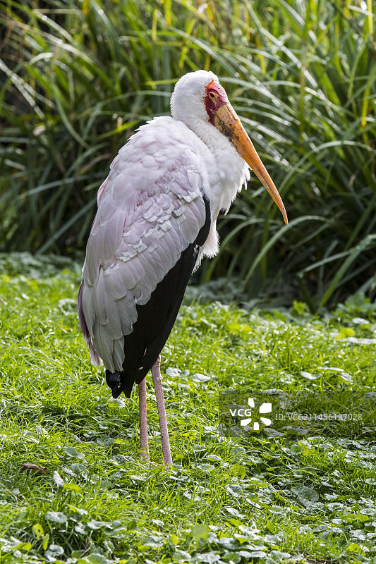 彩鹳(Mycteria leucocephala) (tantus leucocephalus)(朱鹮leucocephalus))原产于热带亚洲和印度图片素材