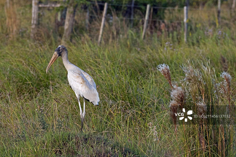 美洲木鹳（学名：Mycteria americana），伊贝拉国家公园的林鹮，阿根廷科连特斯省，南美洲图片素材