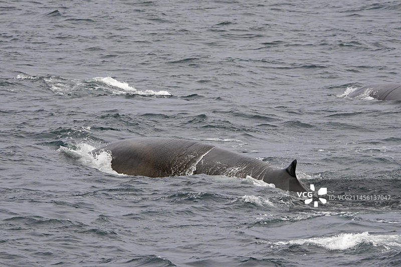 北冰洋中呼吸的须鲸图片素材