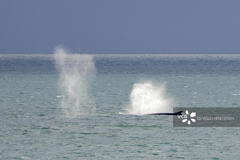 两只长须鲸在斯瓦尔巴特群岛海面喷水图片素材
