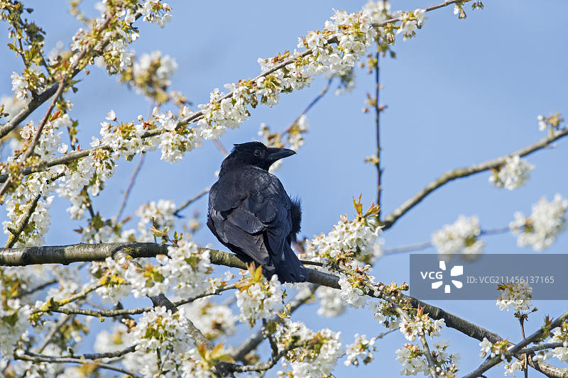 栖息在果园苹果树上的小嘴乌鸦图片素材