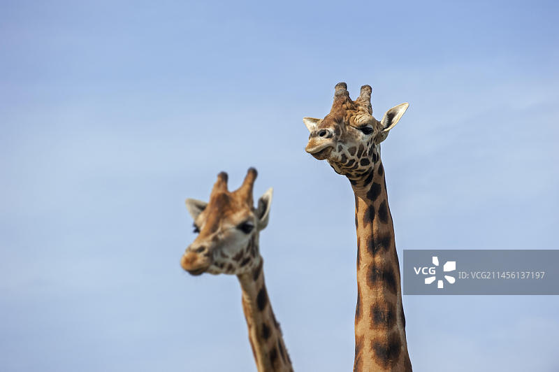 雄性和雌性长颈鹿在卡巴尔塞诺自然公园的头部特写图片素材