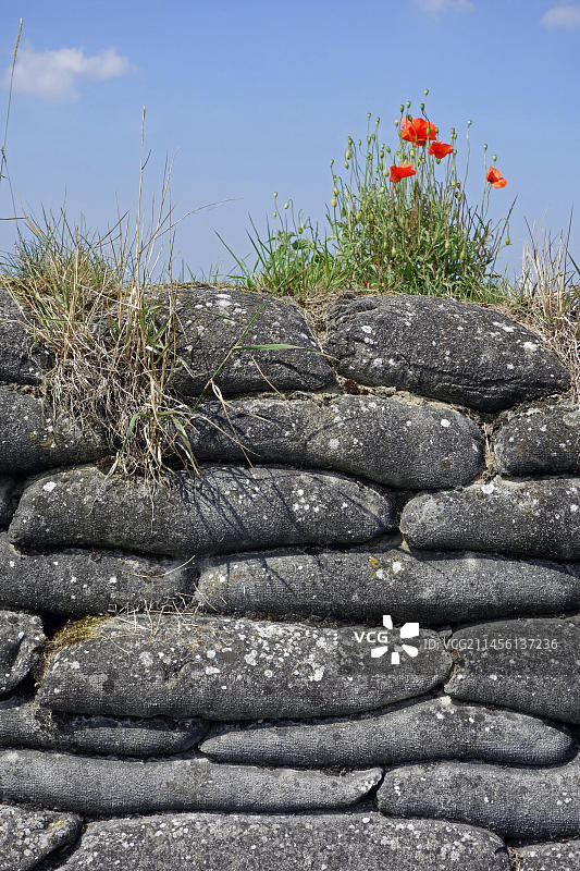 第一次世界大战:比利时迪克斯米德沿艾泽河的战壕,死亡战壕沙袋上生长的罂粟花图片素材