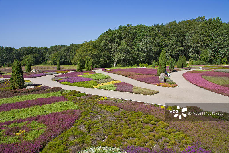 德国下萨克森石楠花园图片素材