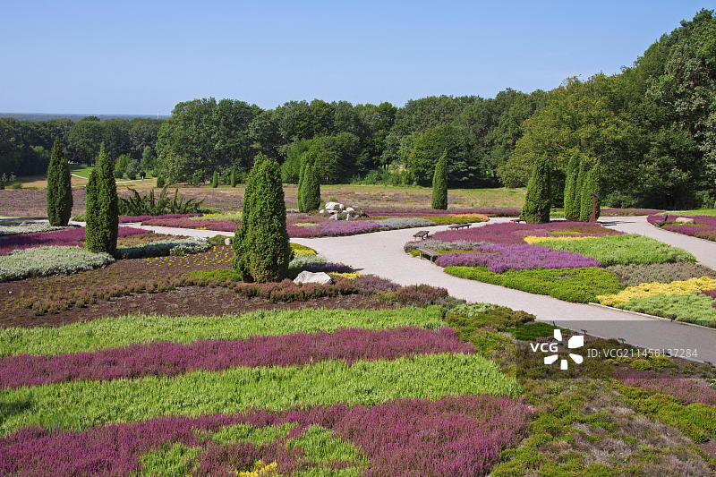 德国下萨克森石楠花园图片素材