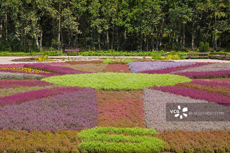 德国下萨克森石楠花园图片素材