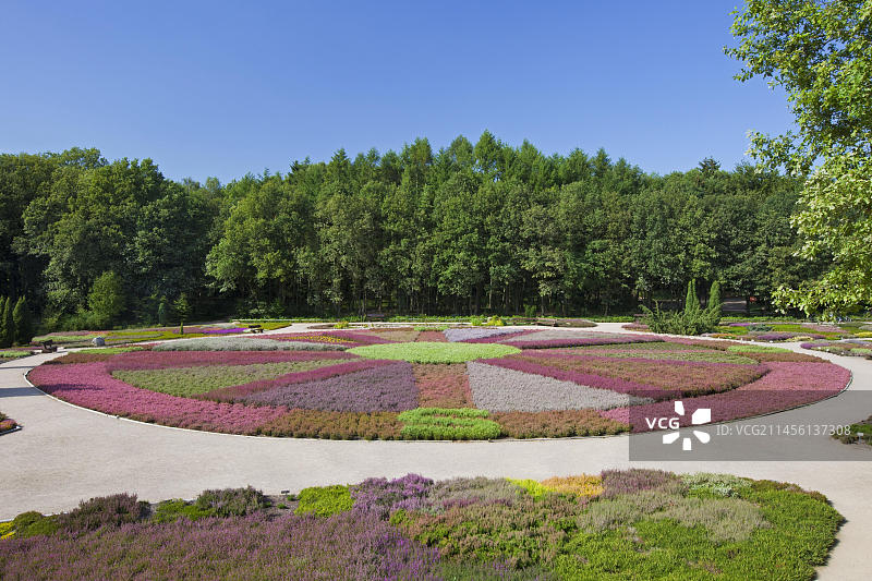 德国下萨克森石楠花园图片素材