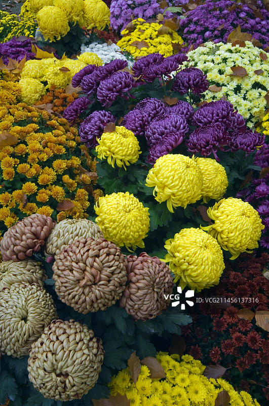 墓地里不同颜色的彩色菊花花束图片素材