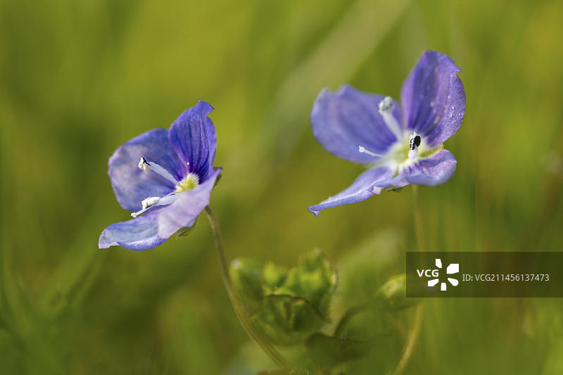 开花的婆婆纳图片素材