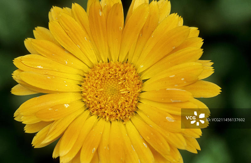 盛开的金盏花（Calendula officinalis），普通金盏花，花园金盏花图片素材