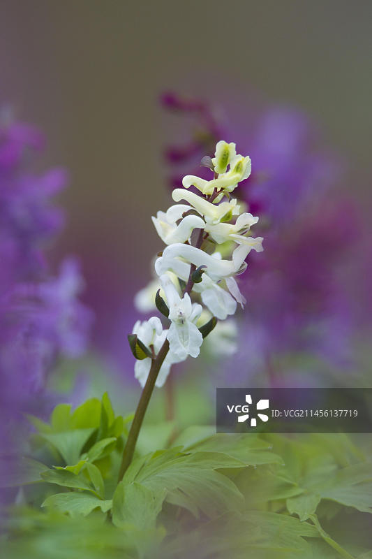 球果延胡索森林花图片素材