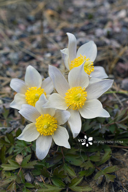 春日盛开的白头翁图片素材