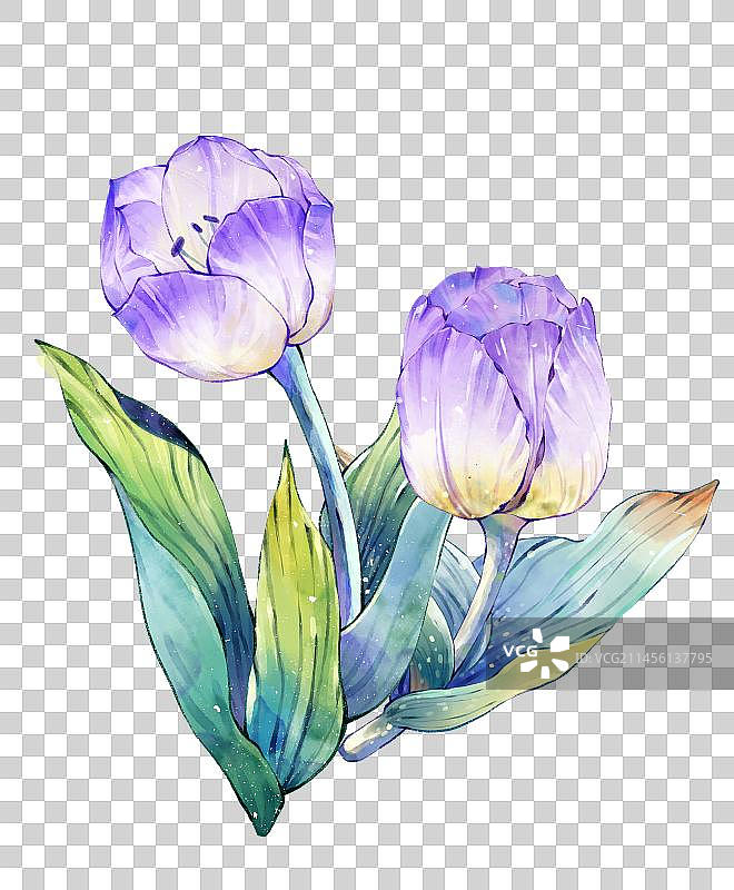 柔雅紫色水彩郁金香图片素材