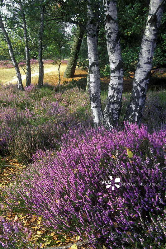 比利时卡尔姆特豪特自然公园帚石楠花照片图片素材