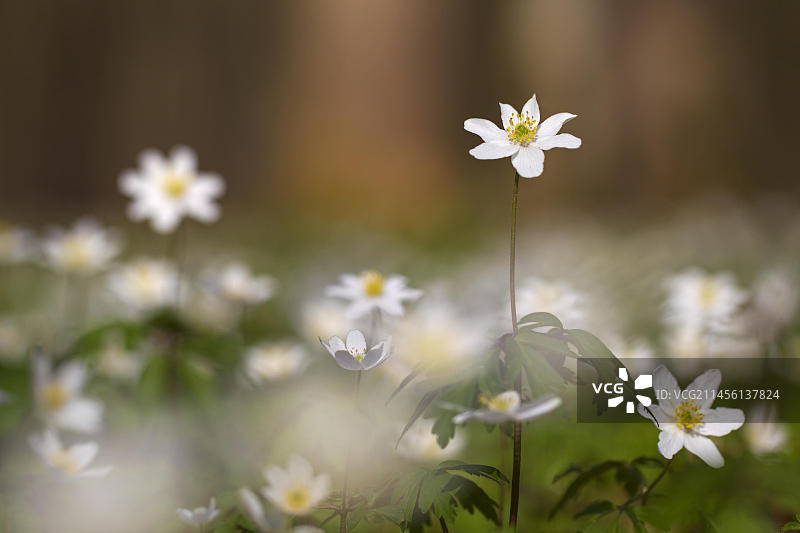 春季森林中盛开的白头翁图片素材