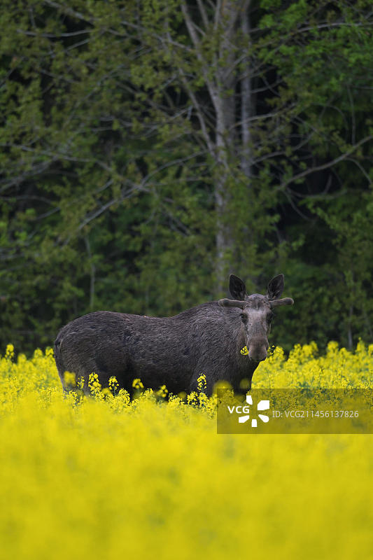 夏季斯堪的纳维亚：正在开花的油菜田中觅食的带角驼鹿图片素材