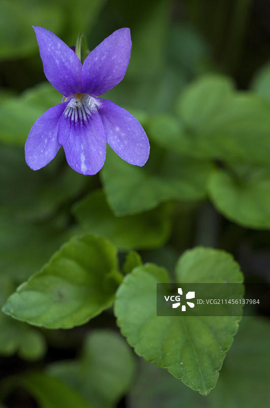 开花的木紫罗兰图片素材