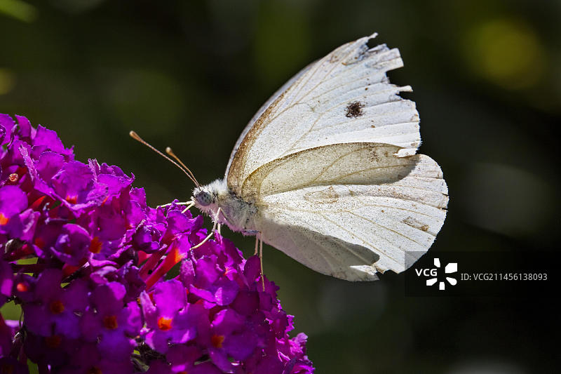 翅膀受损的小菜粉蝶在花朵上觅食图片素材