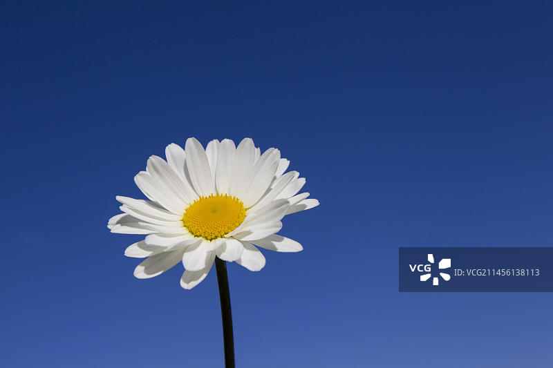 牛眼雏菊(Leucanthemum vulgare)，牛眼雏菊(Chrysanthemum Leucanthemum)在夏日的蓝天下绽放图片素材